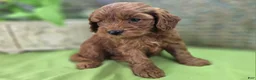 Cockapoo dogs for sale: Milan - Ad 11