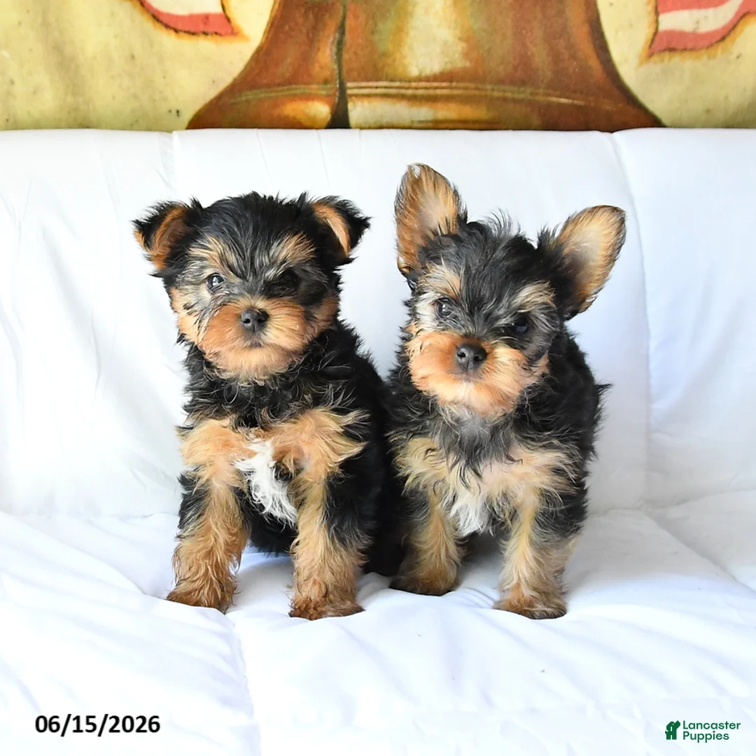 Yorkshire Terrier dogs for sale: Ace - Ad 5