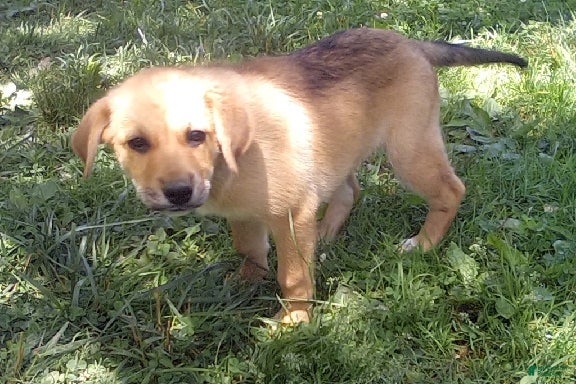 Mixed Breed dogs Angola - Ad 2