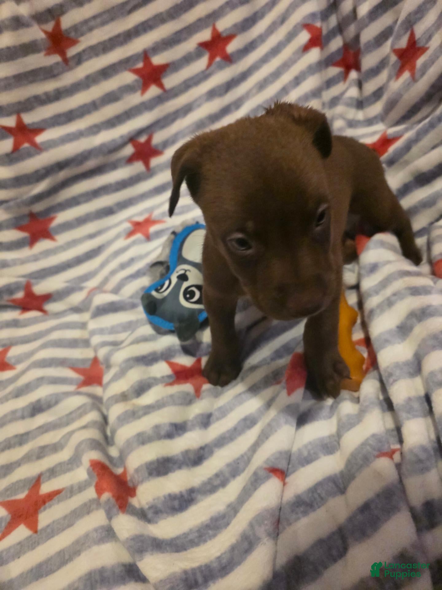 Mixed Breed dogs Mixed Breed 9 - Ad 2