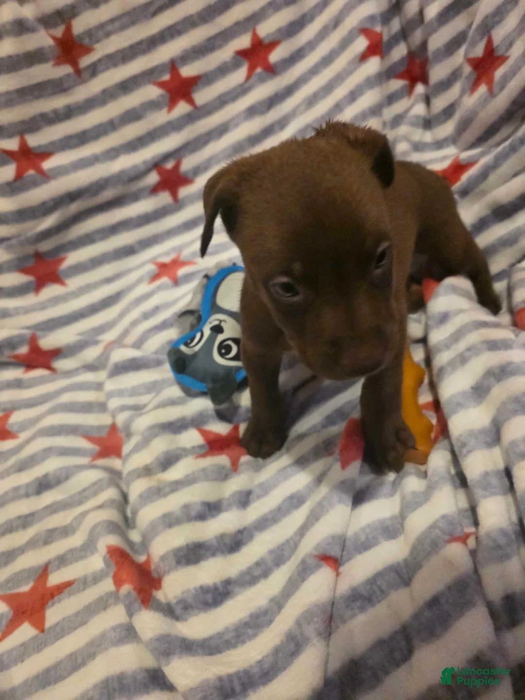 Mixed Breed dogs for sale: Mixed Breed 9 - Ad 2