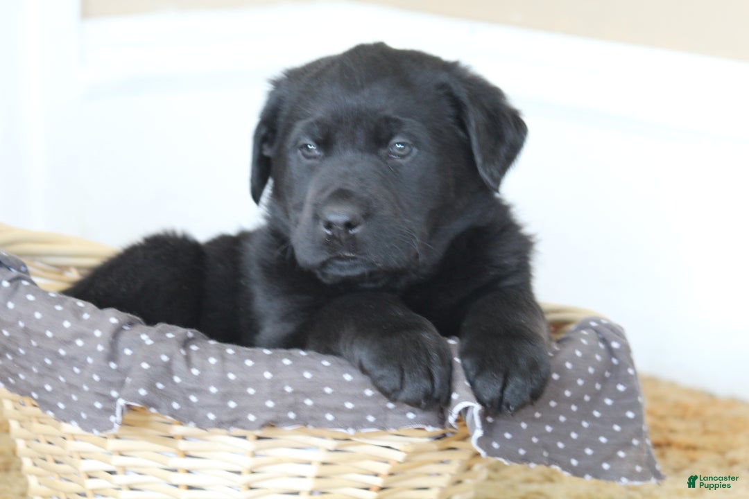 Mixed Breed dogs for sale: Chip  - Ad 2