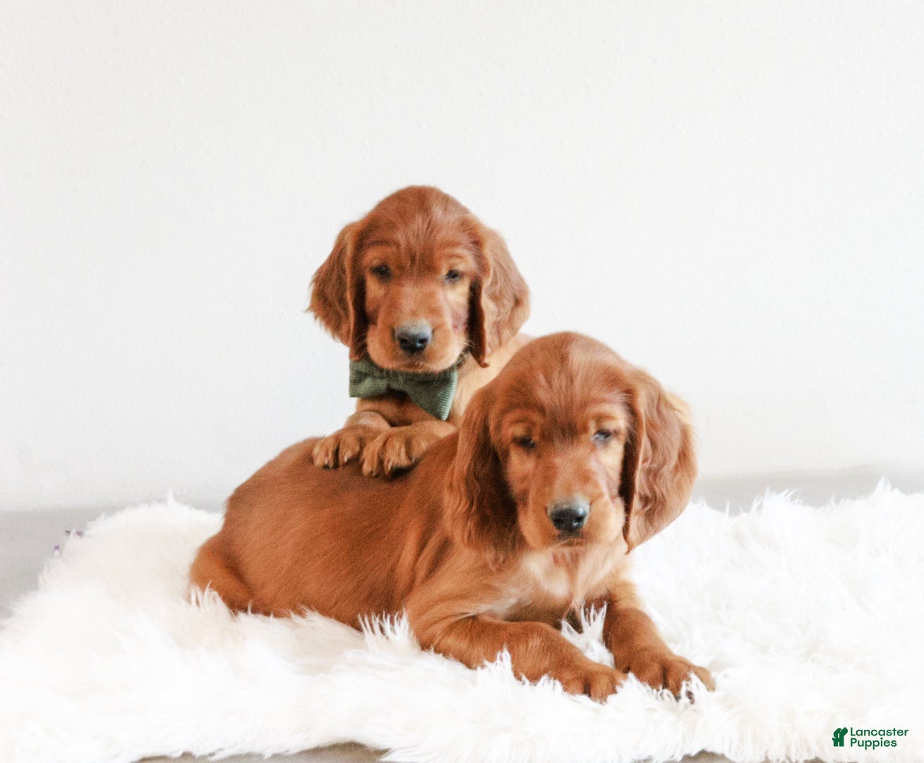 Irish Setter dogs for sale: Harrison  - Ad 2