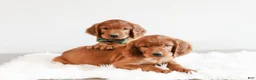 Irish Setter dogs for sale: Harrison  - Ad 1