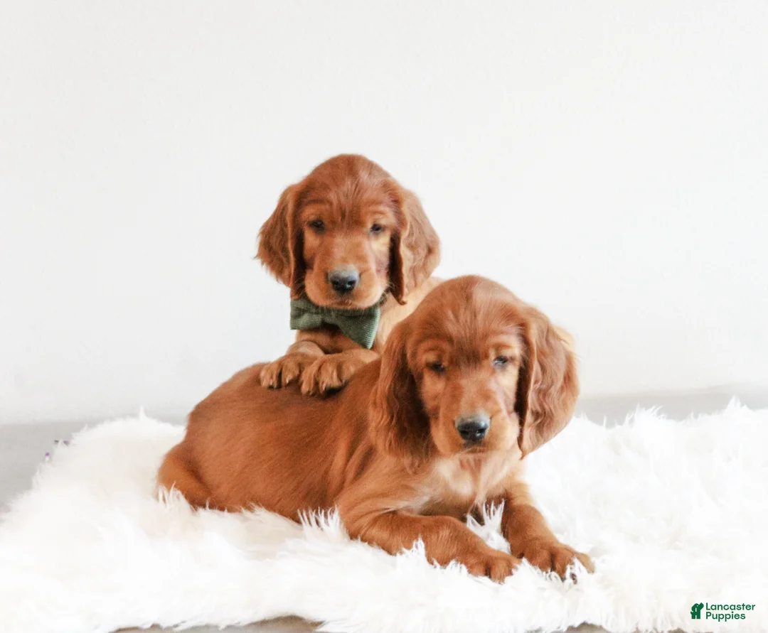 Irish Setter dogs for sale: Harrison  - Ad 1