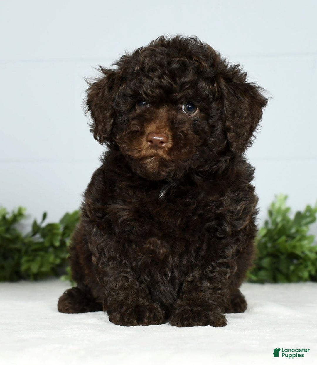 Miniature Poodle dogs for sale: Jinger - Ad 2