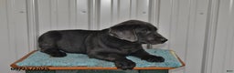Labrador Retriever dogs for sale: Cash - Ad 12