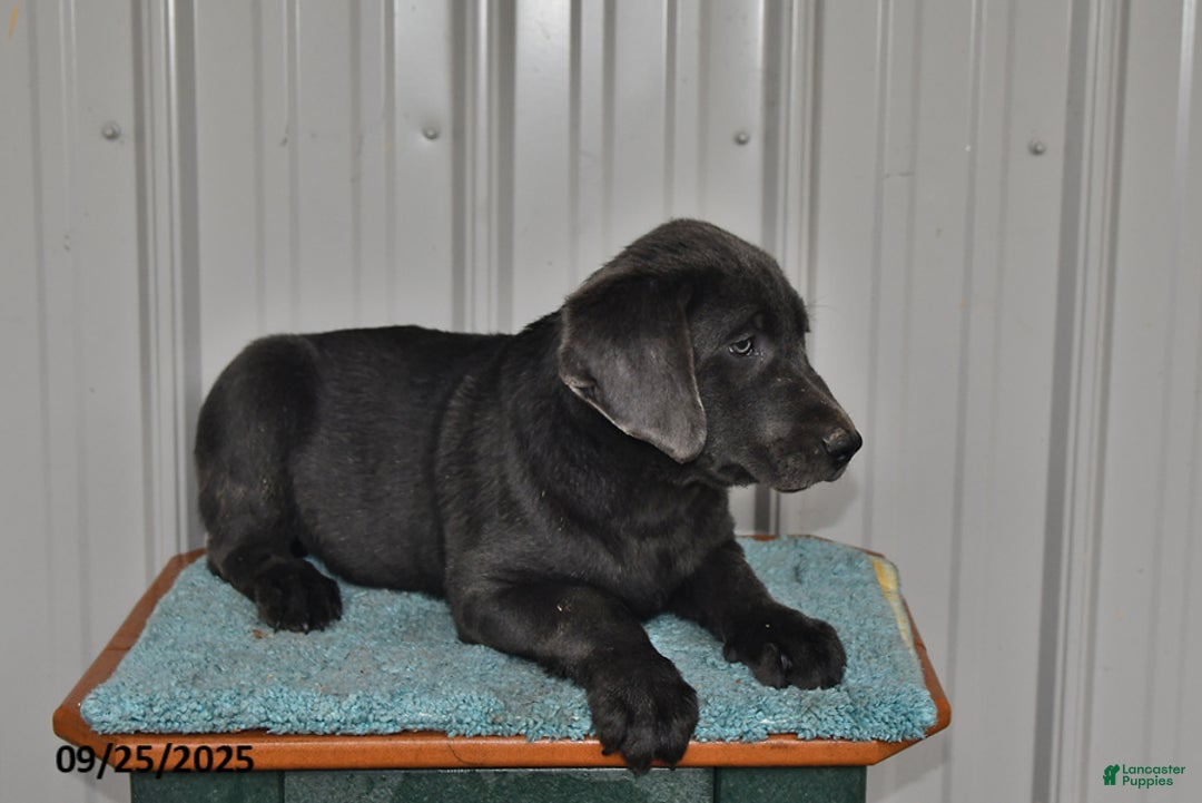 Labrador Retriever dogs for sale: Cash - Ad 12