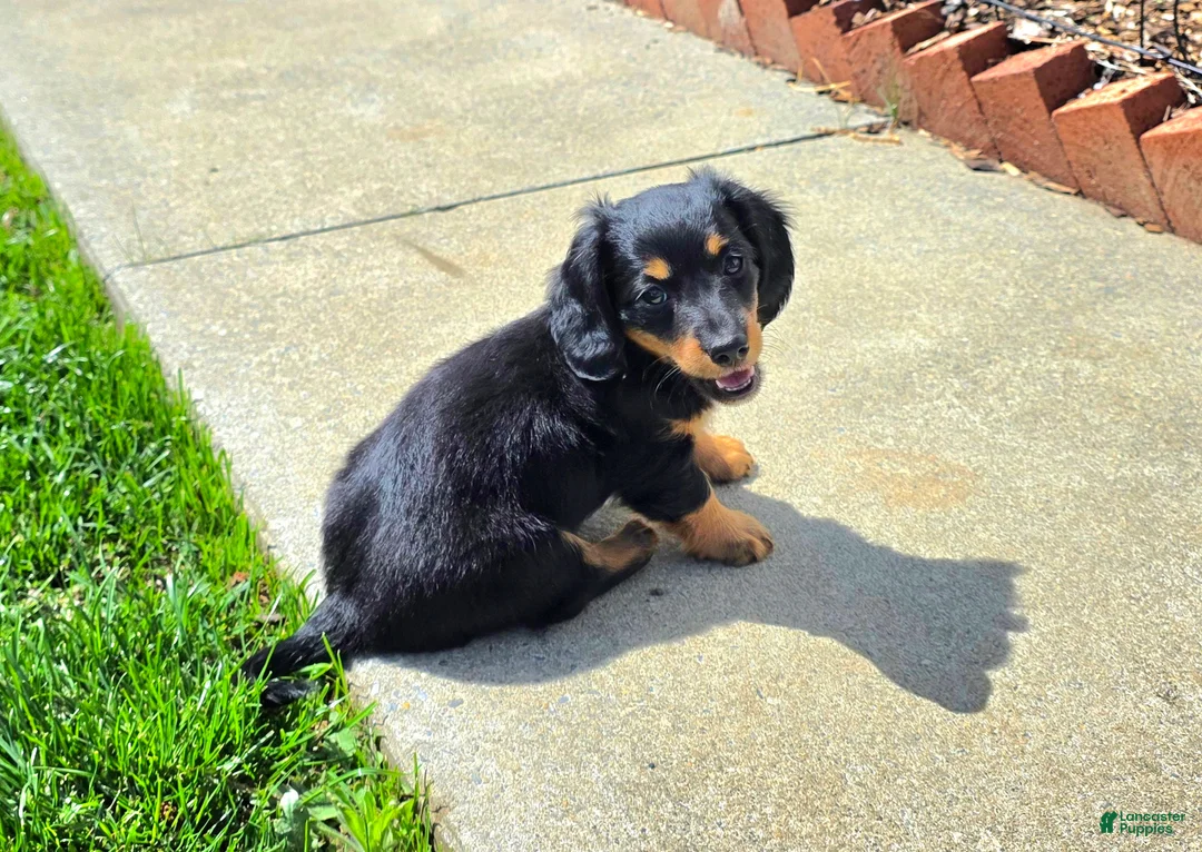 Dachshund dogs for sale: Johnny Jay - Ad 2