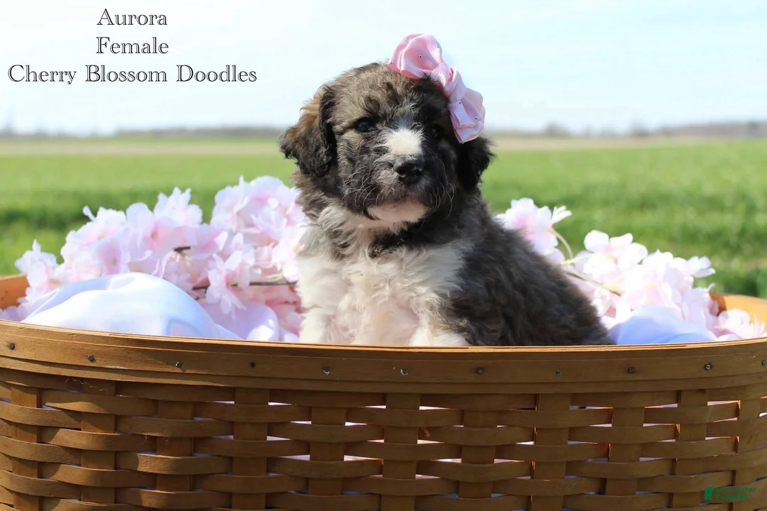 Bordoodle dogs for sale: Aurora - Ad 1