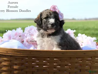 Bordoodle dogs Aurora - Ad 6