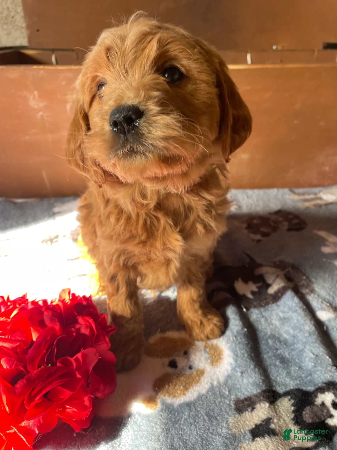 Mini Goldendoodle dogs for sale: Howard - Ad 4