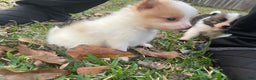Pomeranian dogs for sale: Pomeranian Puppy 2 - Ad 11