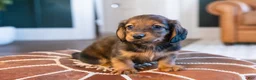 Miniature Dachshund dogs for sale: Pretzel von Pupperstein - Ad 4