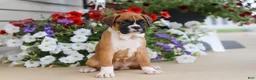 Boxer dogs for sale: Tasha - Ad 5