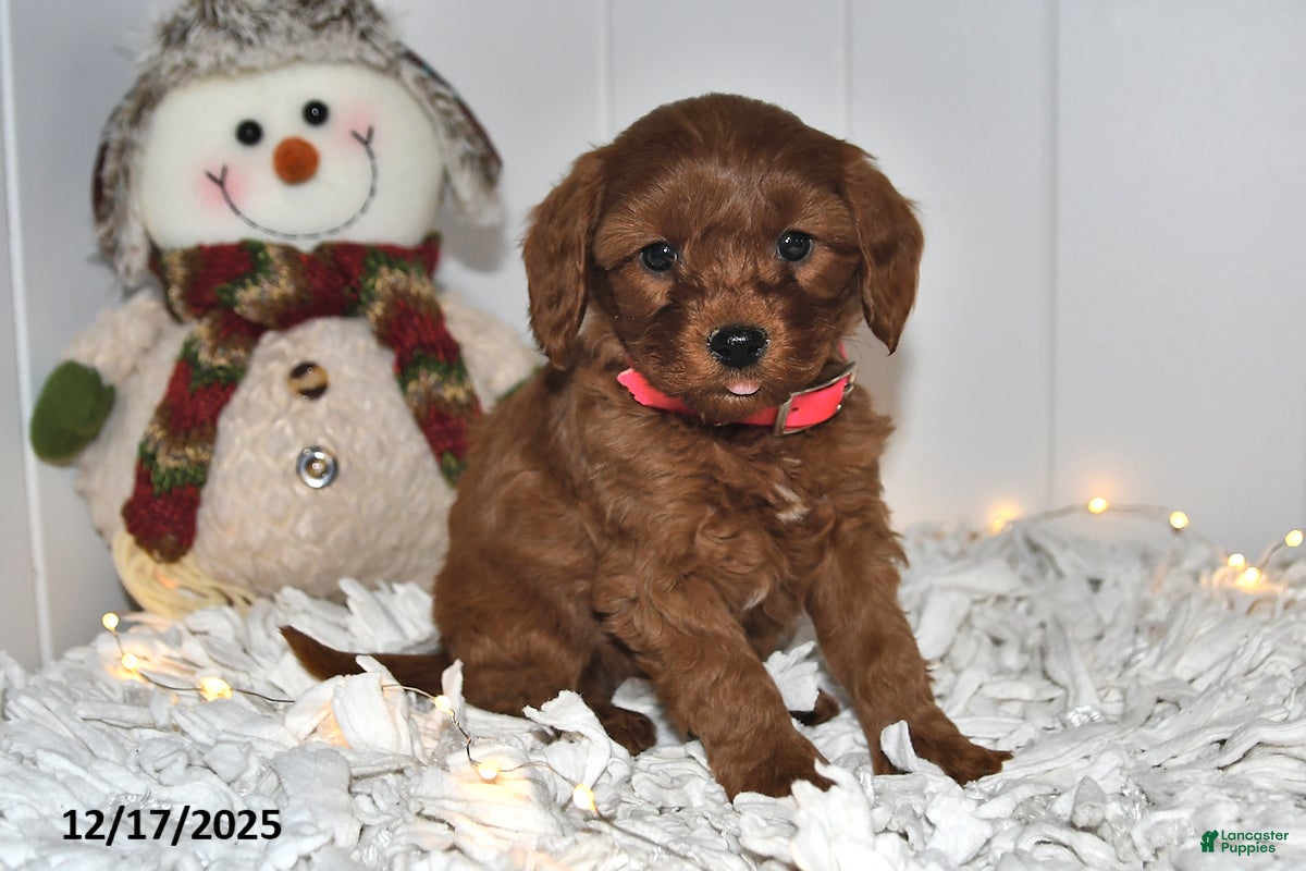 Cavapoo dogs Carly - Ad 41