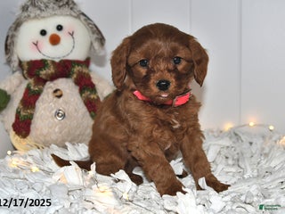 Cavapoo dogs Carly - Ad 16