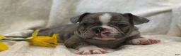 Frenchton dogs for sale: Damon - Ad 3