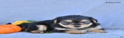 Morkie dogs for sale: Jaxon - Ad 3