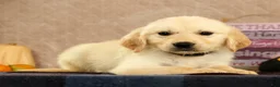 Golden Retriever dogs for sale: Glen - Ad 4