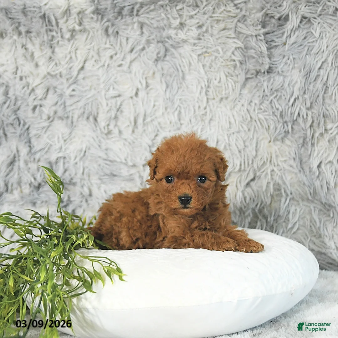 Toy Poodle dogs for sale: Cody - Ad 1