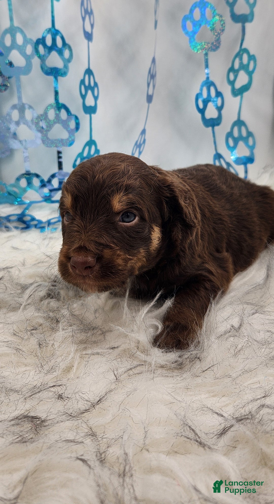 Mini Aussiedoodle dogs for sale: Mini Aussiedoodle Puppy 1 - Ad 2