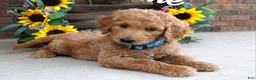 Goldendoodle dogs for sale: Rudy - Ad 6