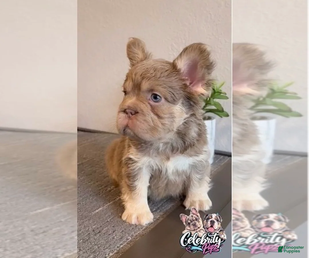 French Bulldog dogs for sale: FENDI - ISABELLA TAN BIG ROPE - CA-USA DELIVERY - Ad 8