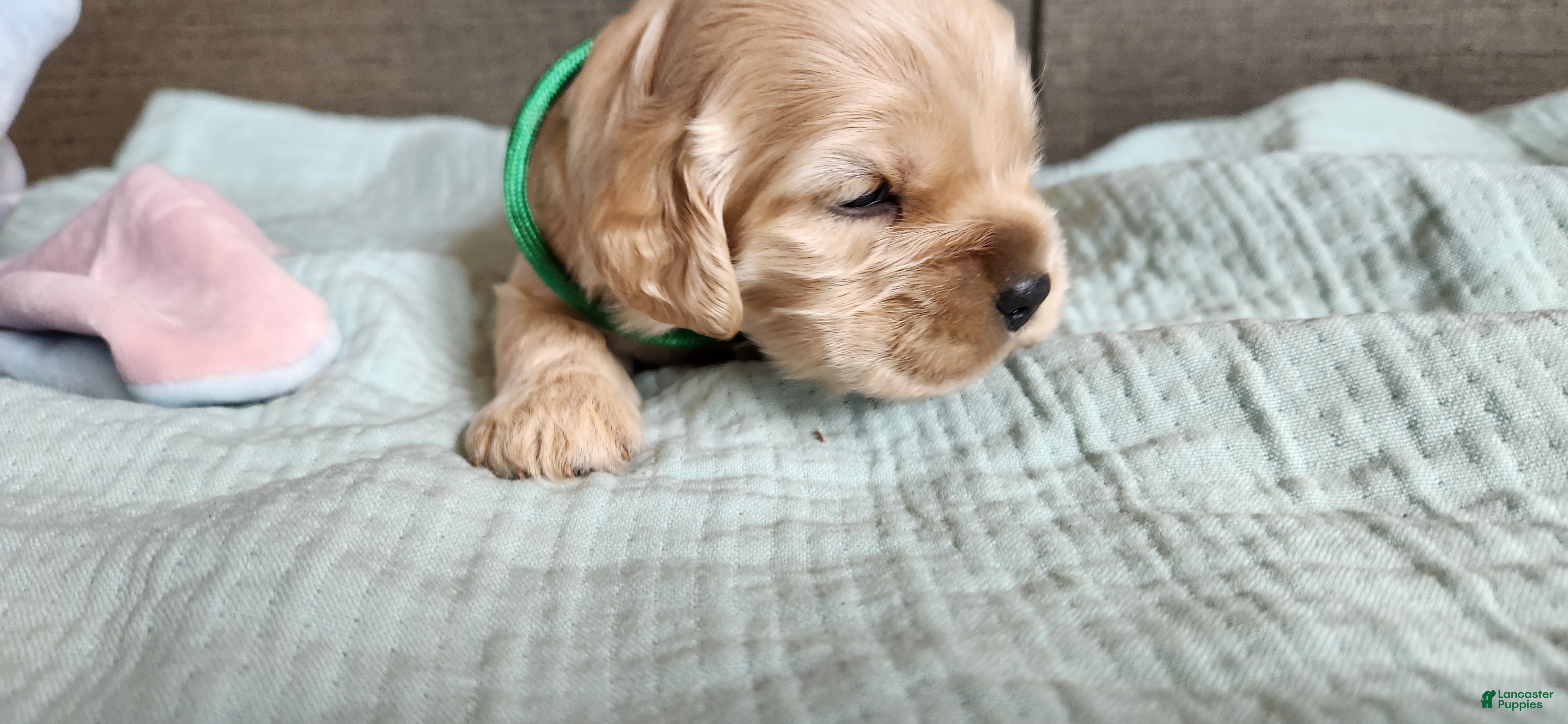 Cocker Spaniel dogs Cocker Spaniel 4 - Ad 1