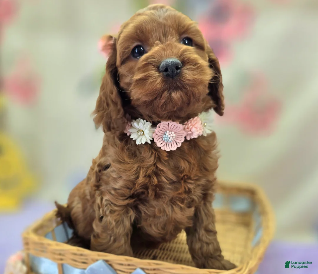 Cockapoo dogs for sale: Glaze - Ad 2
