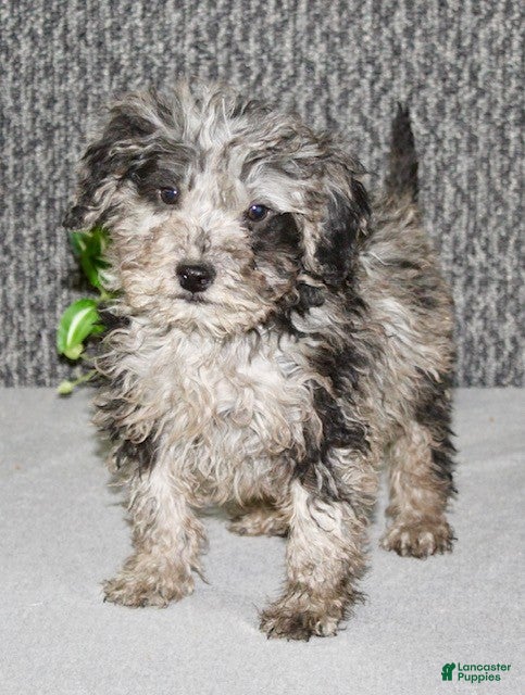 Mixed Breed dogs Tater - Ad 2