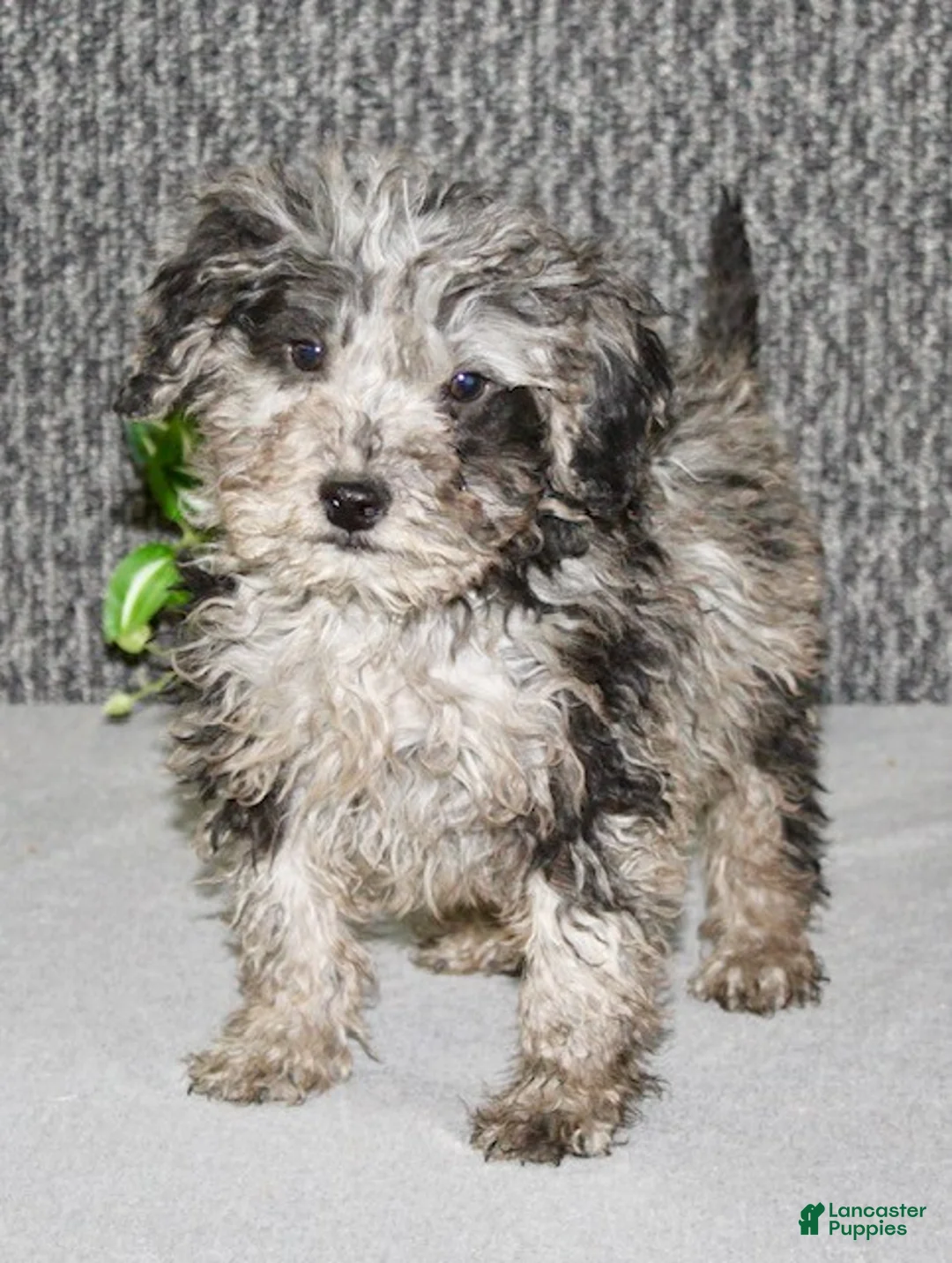 Mixed Breed dogs for sale: Tater - Ad 2