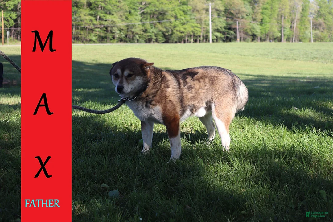 Shiba Inu dogs for sale: Drew - Ad 8