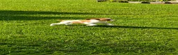 Brittany Spaniel dogs for sale: Tug - Ad 4