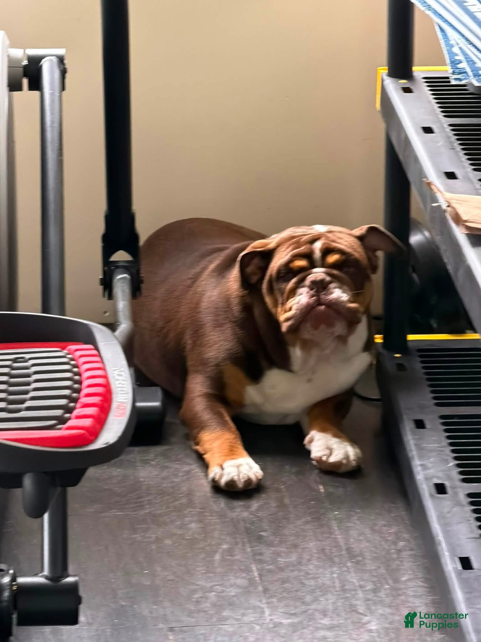 English Bulldog dogs English Bulldog 3 - Ad 6