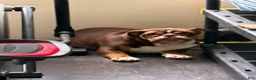 English Bulldog dogs for sale: English Bulldog 3 - Ad 1