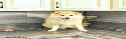 Pomsky dogs for sale: Petunia - Ad 3