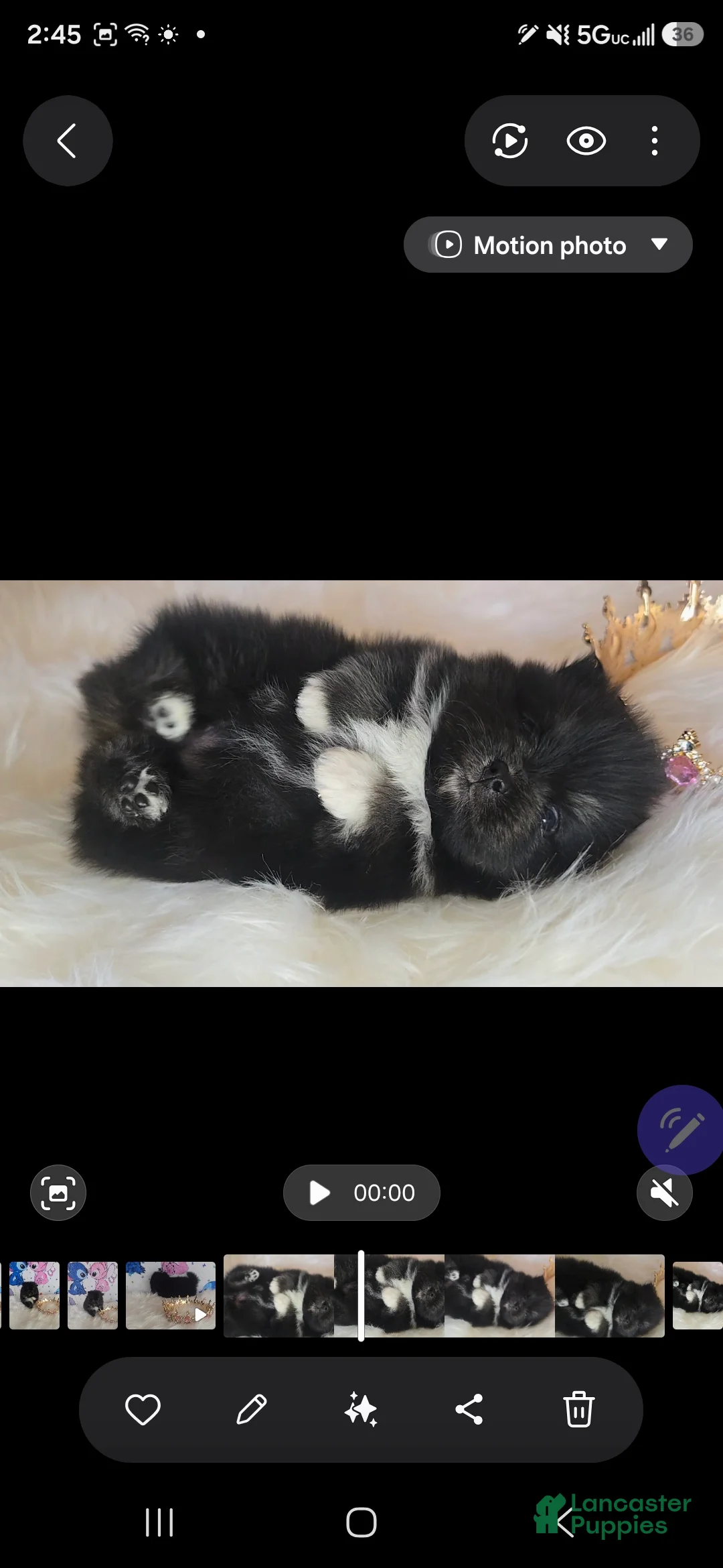 Pomeranian dogs for sale: Tamera  - Ad 2