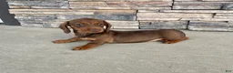 Miniature Dachshund dogs for sale: Davy - Ad 20
