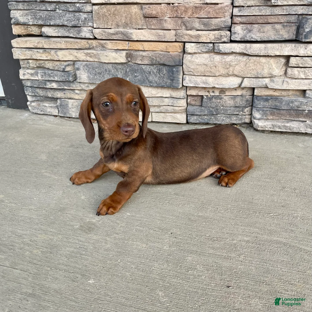Miniature Dachshund dogs for sale: Davy - Ad 20