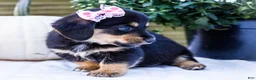 Mixed Breed dogs for sale: Coco - Ad 3