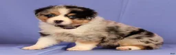Miniature Australian Shepherd dogs for sale: Jill - Ad 5
