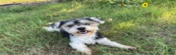 Havapoo dogs for sale: Havapoo 1 - Ad 4