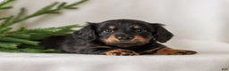 Miniature Dachshund dogs for sale: Indigo - Ad 1