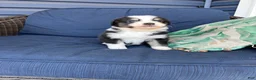 Australian Shepherd dogs for sale: Australian Shepherd- Chloe  - Ad 12