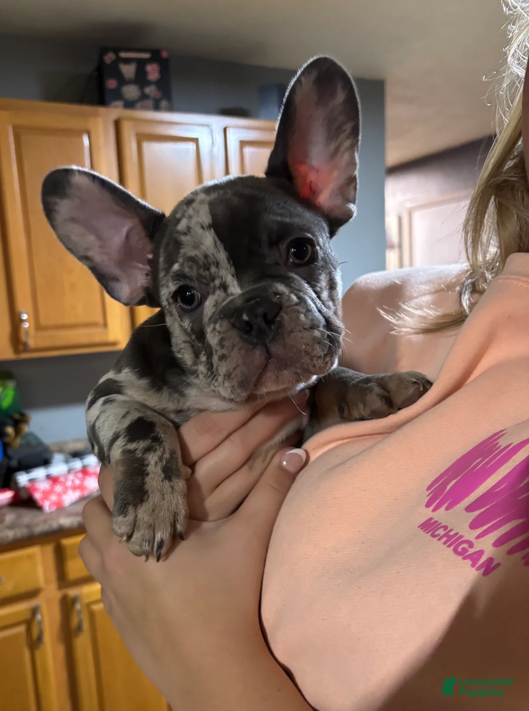 French Bulldog dogs for sale: French Bulldog Puppy 1 - Ad 2