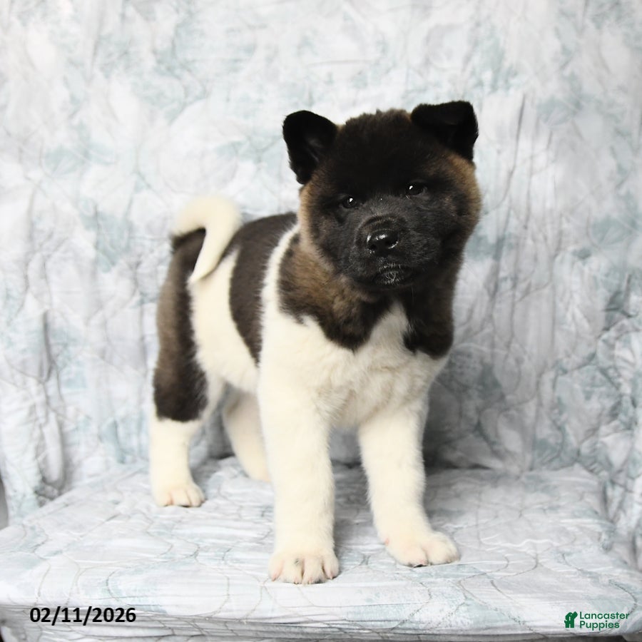 Akita dogs Betty   - Ad 5