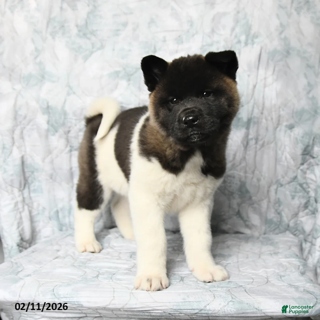 Akita dogs for sale: Betty   - Ad 1