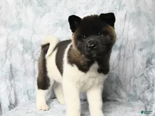 Akita dogs Betty - Ad 5