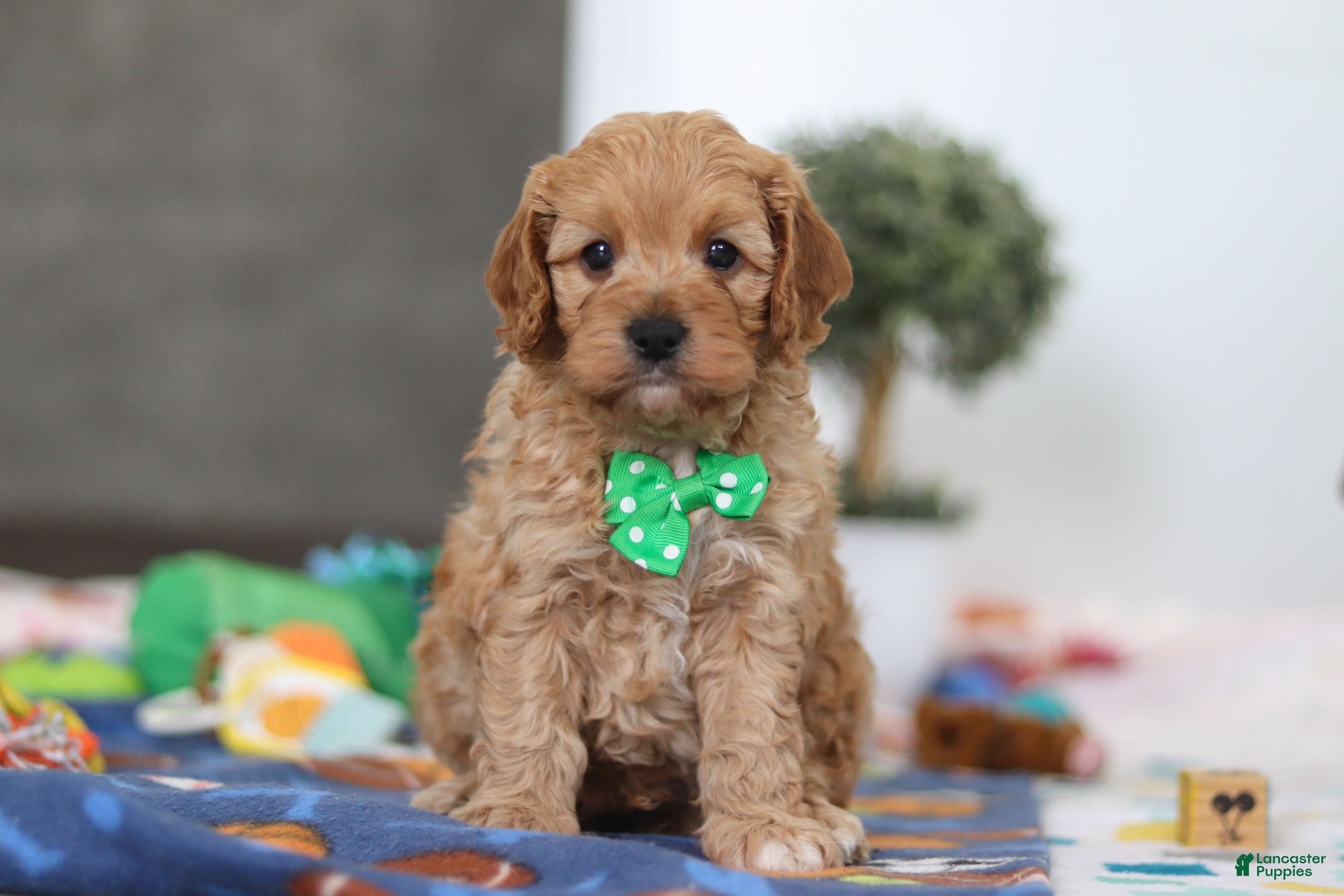 Cavapoo dogs Lincoln - Ad 1